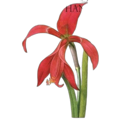 flower, staff, crown, hat transparent PNG cut-out