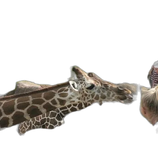 animal, creature, staff, shoes transparent PNG cut-out