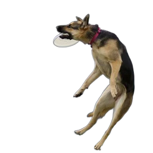 animal, creature, food, shoes transparent PNG cut-out