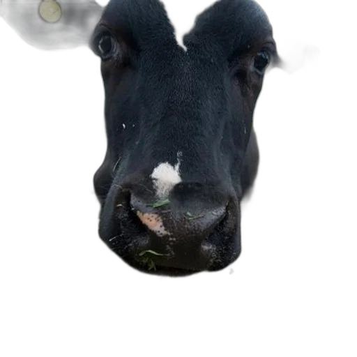 animal, face, mask, creature transparent PNG cut-out