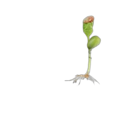 flower, tree, creature, staff transparent PNG cut-out