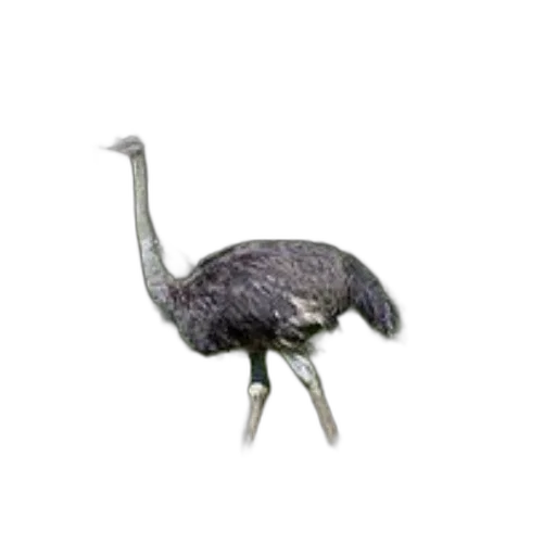 animal, creature, hat, dragon transparent PNG cut-out