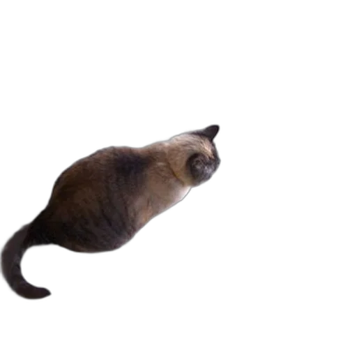 animal, creature, staff, hat transparent PNG cut-out