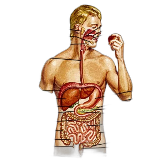 food, pixel art, anatomical, illustration transparent PNG cut-out