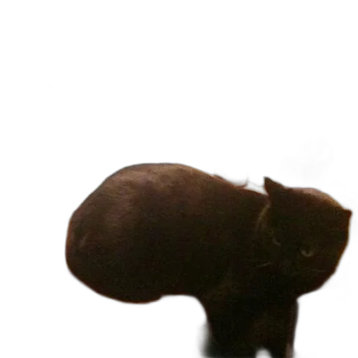 animal, creature, hat, staff transparent PNG cut-out