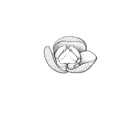 crown, hat, jewelry, flower transparent PNG cut-out