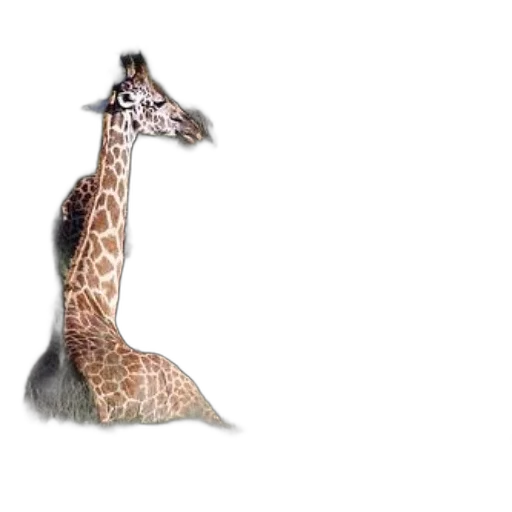 animal, creature, shoes, hat transparent PNG cut-out