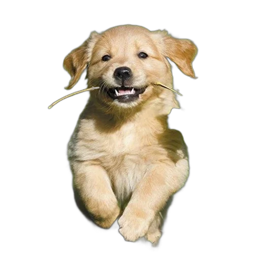 animal, staff, creature, weapon transparent PNG cut-out