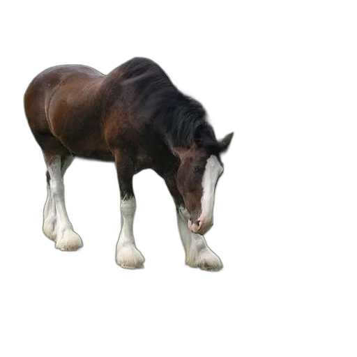 animal, creature, shoes, hat transparent PNG cut-out