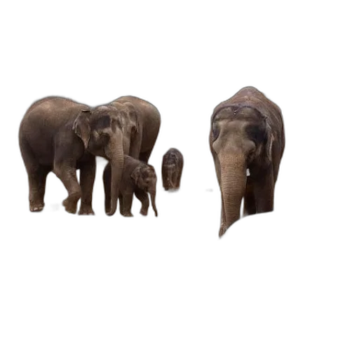 animal, creature, jewelry, 3d render transparent PNG cut-out