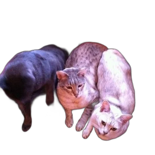 animal, creature, staff, food transparent PNG cut-out