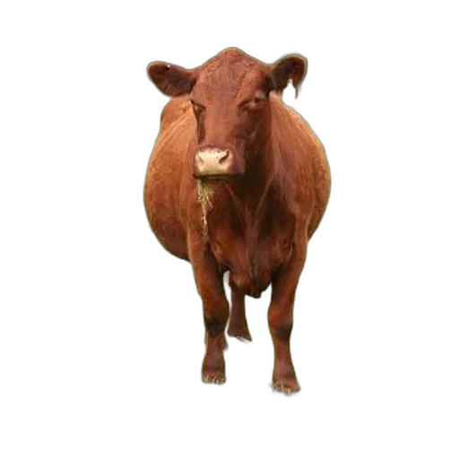 animal, face, creature, food transparent PNG cut-out