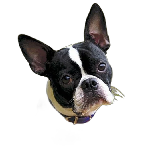 animal, staff, face, jewelry transparent PNG cut-out