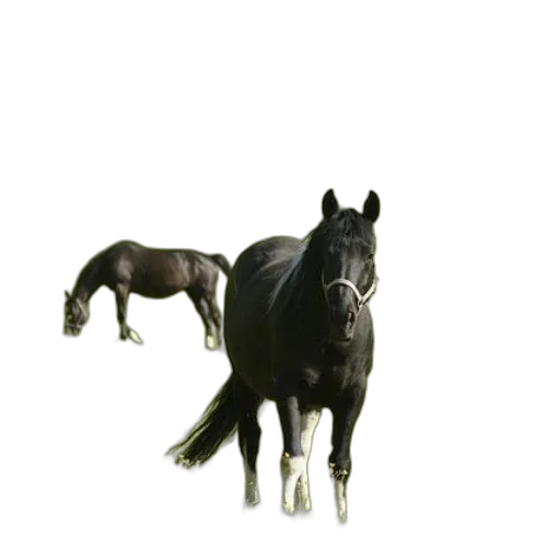 animal, creature, crown, hair transparent PNG cut-out