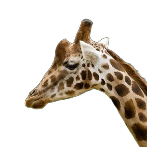 animal, creature, face, staff transparent PNG cut-out