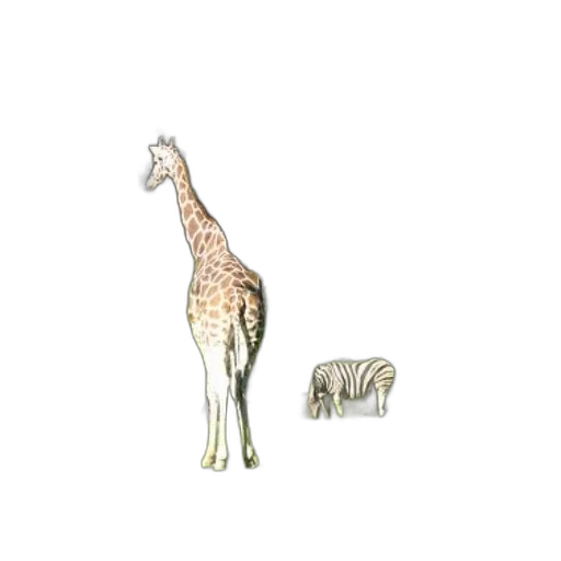 animal, creature, jewelry, furniture transparent PNG cut-out