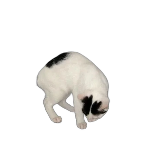 animal, creature, staff, hat transparent PNG cut-out