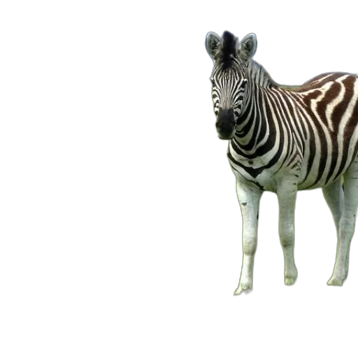 animal, creature, staff, weapon transparent PNG cut-out