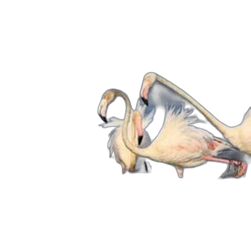creature, dragon, animal, shoes transparent PNG cut-out