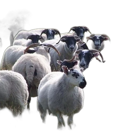 animal, photorealistic, concept art, fog transparent PNG cut-out