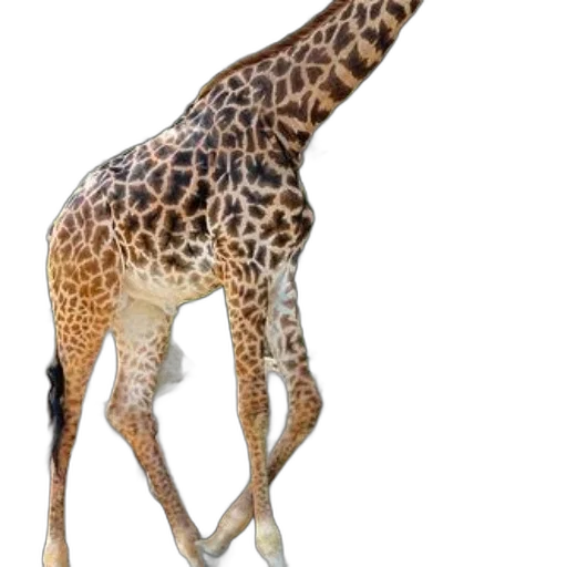 animal, creature, staff, weapon transparent PNG cut-out