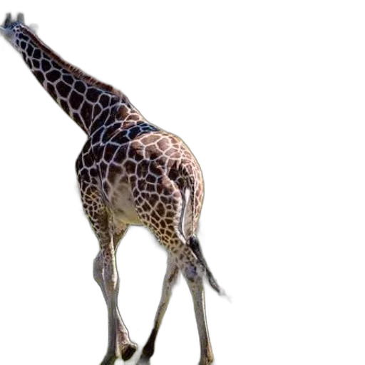 animal, creature, staff, umbrella transparent PNG cut-out