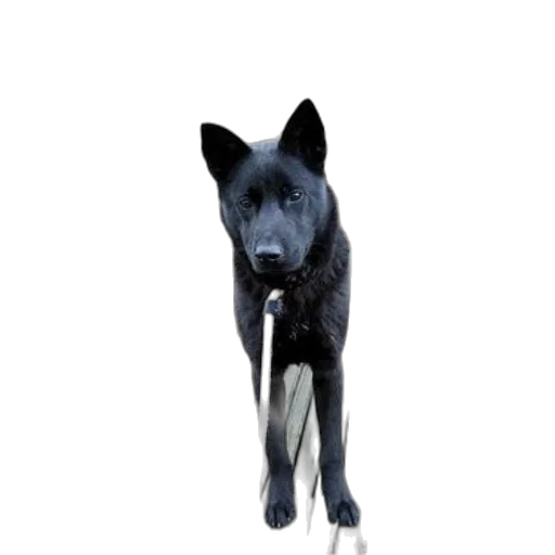 staff, animal, creature, weapon transparent PNG cut-out
