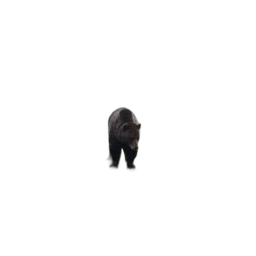 animal, creature, hair, staff transparent PNG cut-out