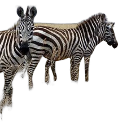 animal, creature, jewelry, 3d render transparent PNG cut-out
