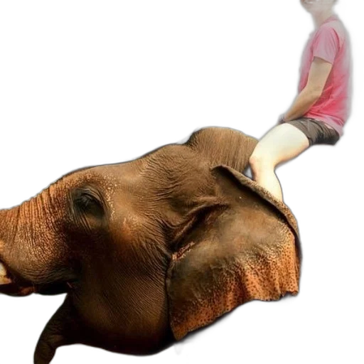 animal, creature, shoes, mask transparent PNG cut-out