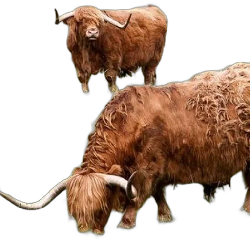 animal, concept art, photorealistic, two transparent PNG cut-out