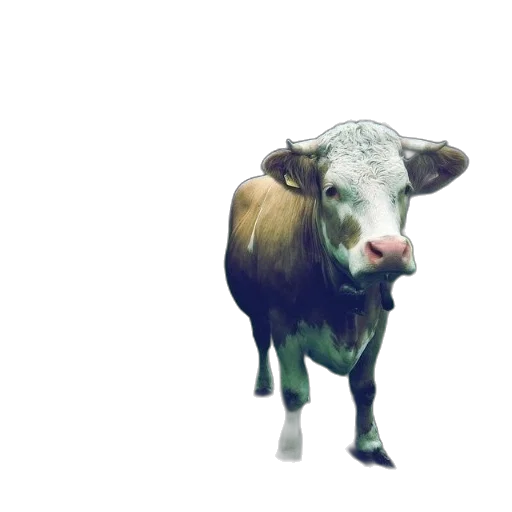 animal, creature, face, food transparent PNG cut-out