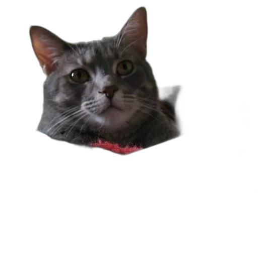 animal, hat, creature, face transparent PNG cut-out