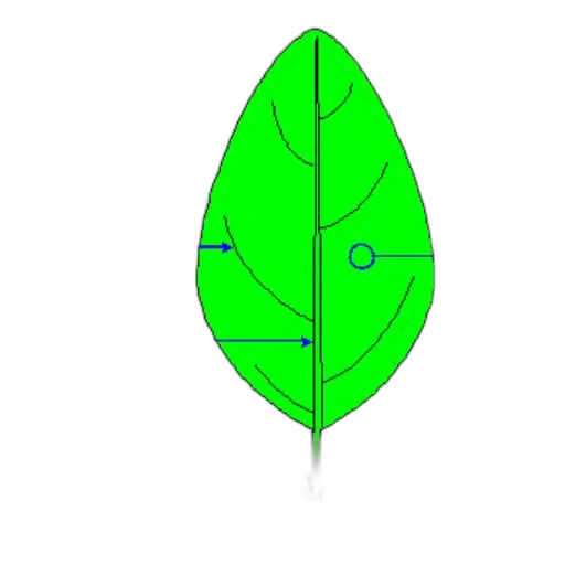 tree, flower, umbrella, jacket transparent PNG cut-out