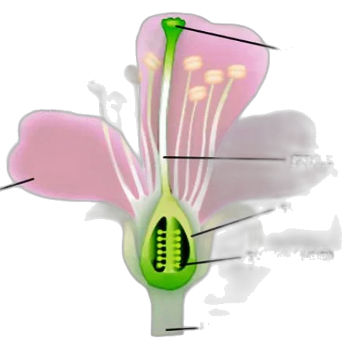 flower, staff, weapon, umbrella transparent PNG cut-out