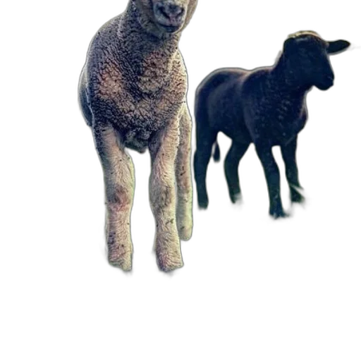 animal, creature, weapon, staff transparent PNG cut-out