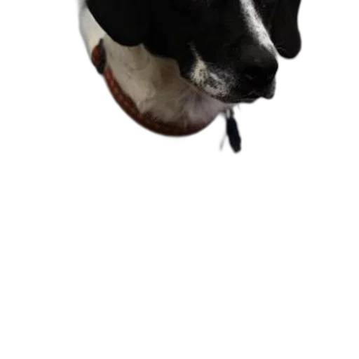 animal, hat, mask, face transparent PNG cut-out