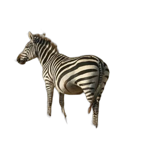 animal, creature, furniture, jewelry transparent PNG cut-out