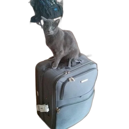 staff, animal, hat, creature transparent PNG cut-out