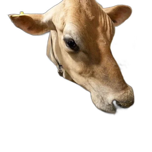 animal, face, mask, food transparent PNG cut-out