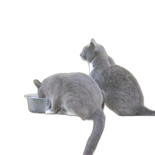 food, photorealistic, two, gray transparent PNG cut-out