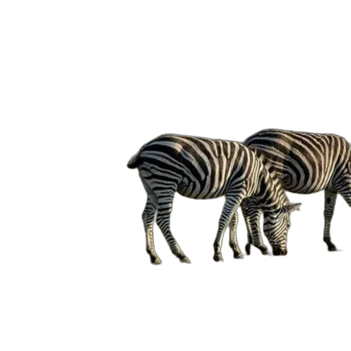 animal, creature, furniture, hair transparent PNG cut-out