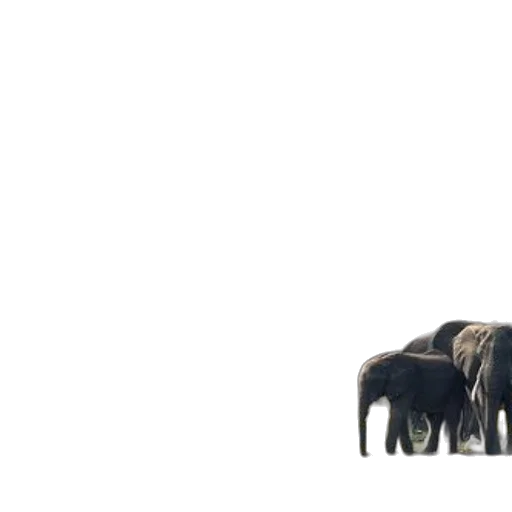 animal, hair, creature, furniture transparent PNG cut-out