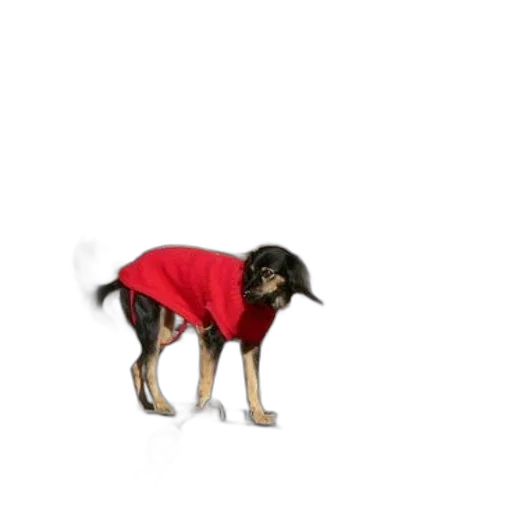 jacket, animal, creature, dress transparent PNG cut-out