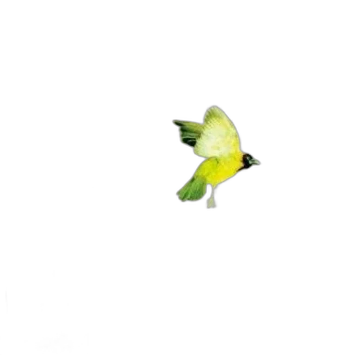 animal, flower, staff, creature transparent PNG cut-out
