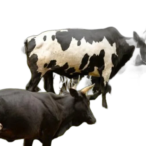 animal, creature, food, weapon transparent PNG cut-out