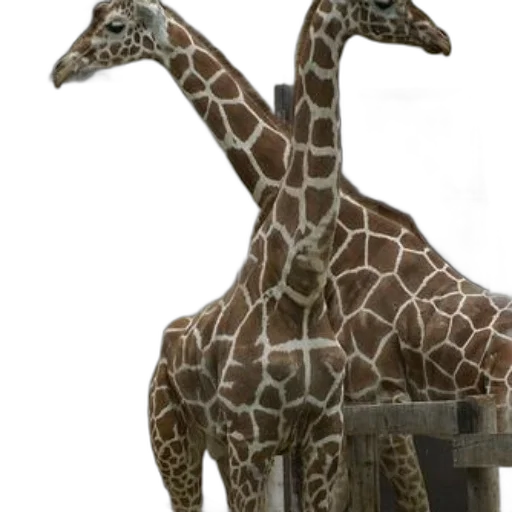 animal, staff, creature, weapon transparent PNG cut-out