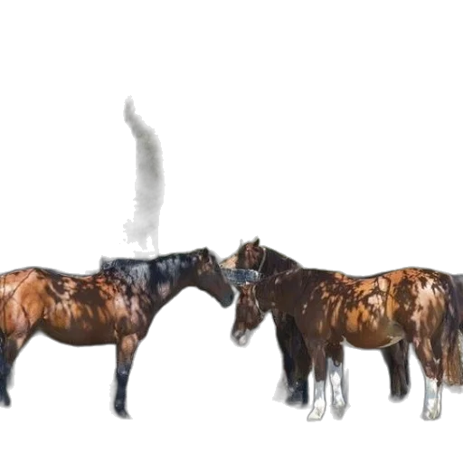animal, staff, crown, weapon transparent PNG cut-out