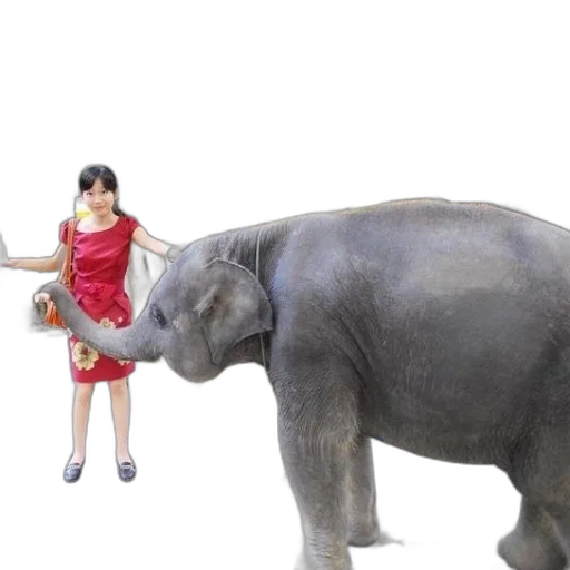 animal, creature, 3d render, photorealistic transparent PNG cut-out