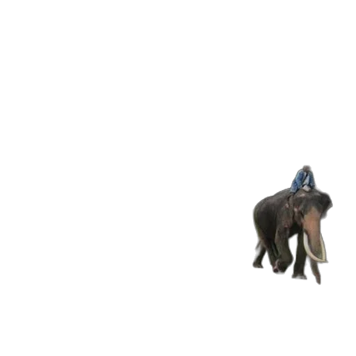animal, creature, hat, car transparent PNG cut-out